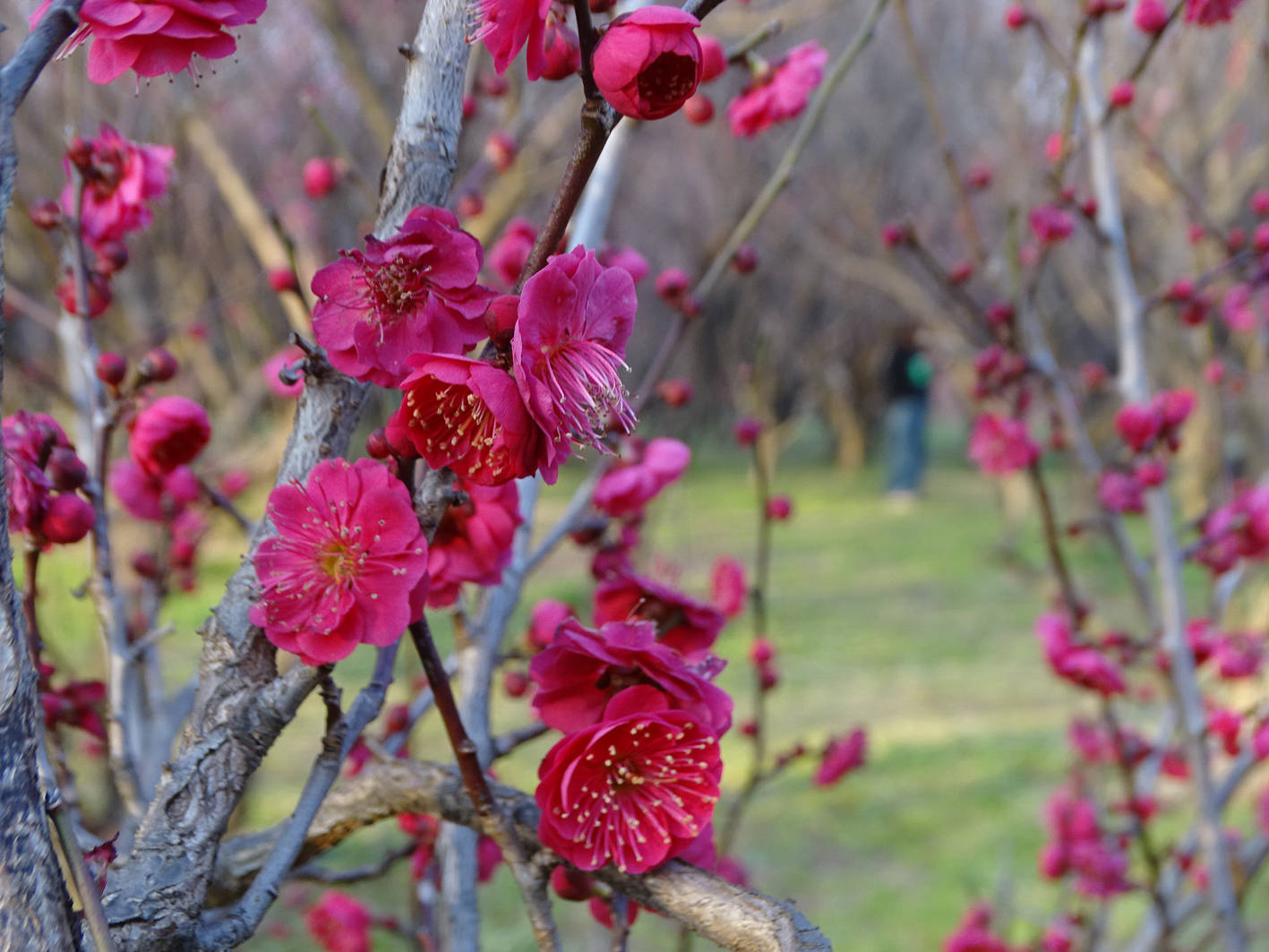 扬城红梅即将进入盛花期 红梅何处赏?