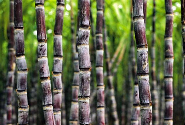 做饮料,做药品,还是做饭"佐料",唐朝"甘蔗制糖"何以盛行_蔗糖_时期