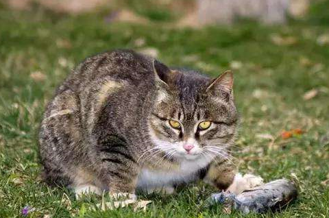 把狸花猫放到非洲大草原,狸花猫可以存活下来吗?_生活_人类_猫咪