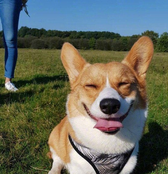 原创给拉布拉多做了个金针菇造型回家狗狗就不理人了