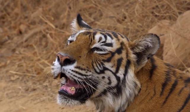 母老虎狂杀成年巨鳄的真实场景,画面太凶残,摄影师都吓到了!_琦莉_母