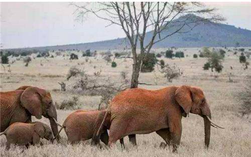 原创狮子如果吃人有多恐怖两头非洲狮子一年吃掉了135名印度工人