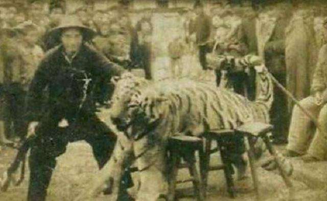 湖南"奇人"贺业武:一生杀305只猛虎,到死也不愿透露秘药配方_老虎_猎