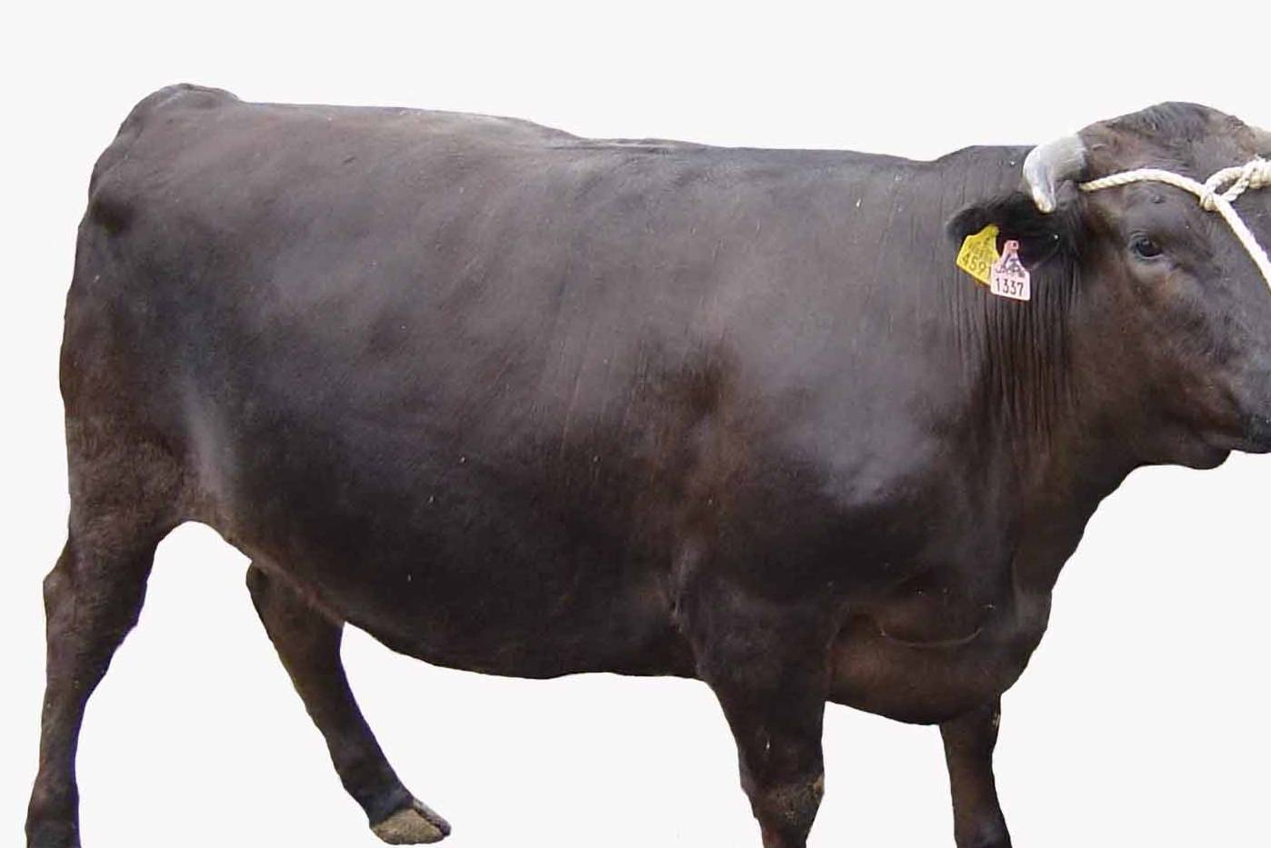 不是所有和牛都是神户牛肉,你知道这3个关于日本和牛的误解吗?