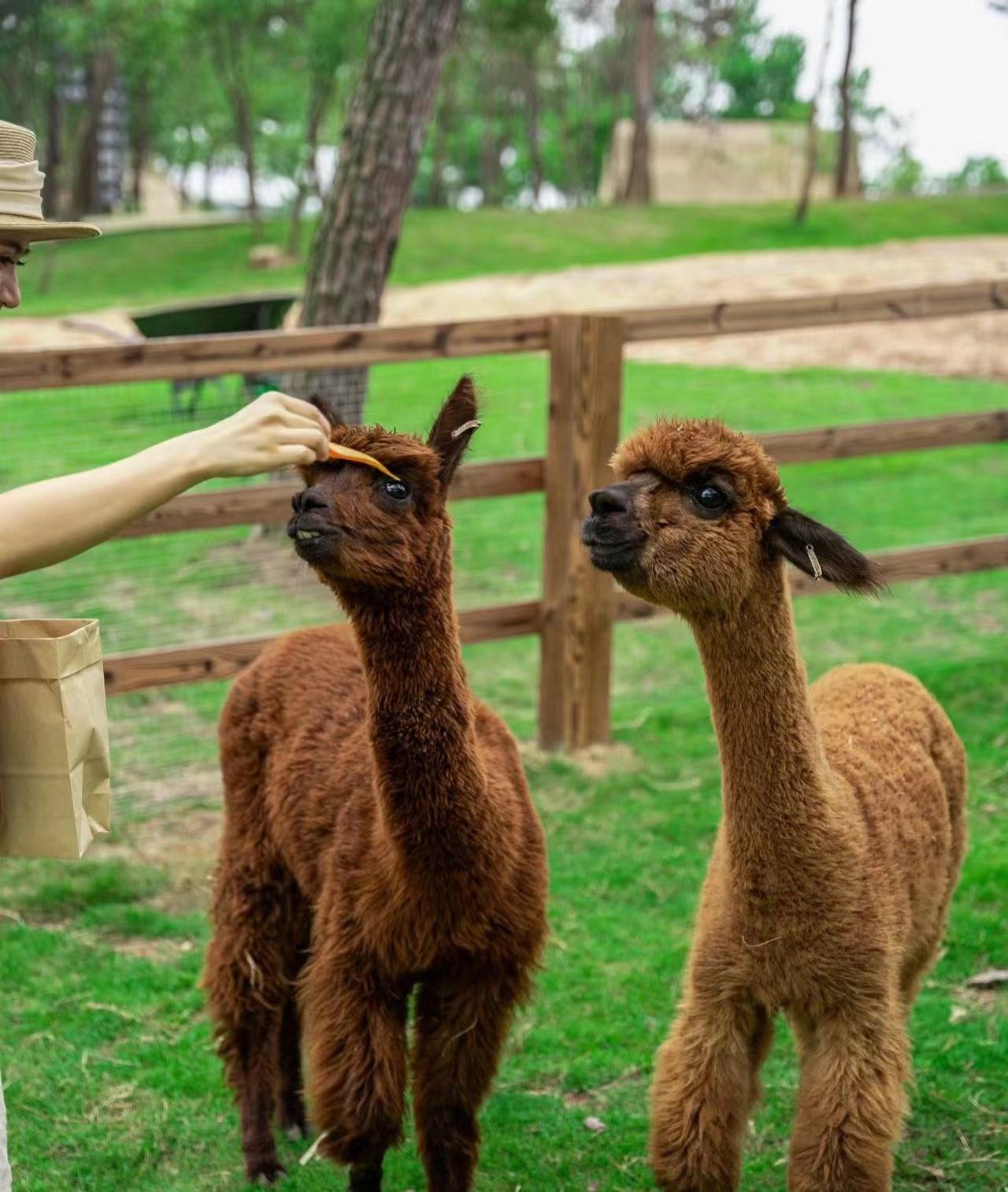 疯马牛萌宠乐园设计丨萌宠乐园宠物饲养管理的注意事项_游客_动物_大