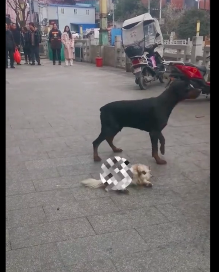 两只没戴嘴套的狗,活活咬死了只未栓绳的小狗,女主人打都拉不住