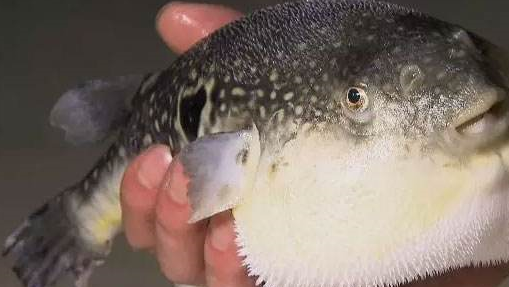 中国"最贵的"的鱼,一个吃不起,另一个则是不敢吃_长江_河豚_海城市