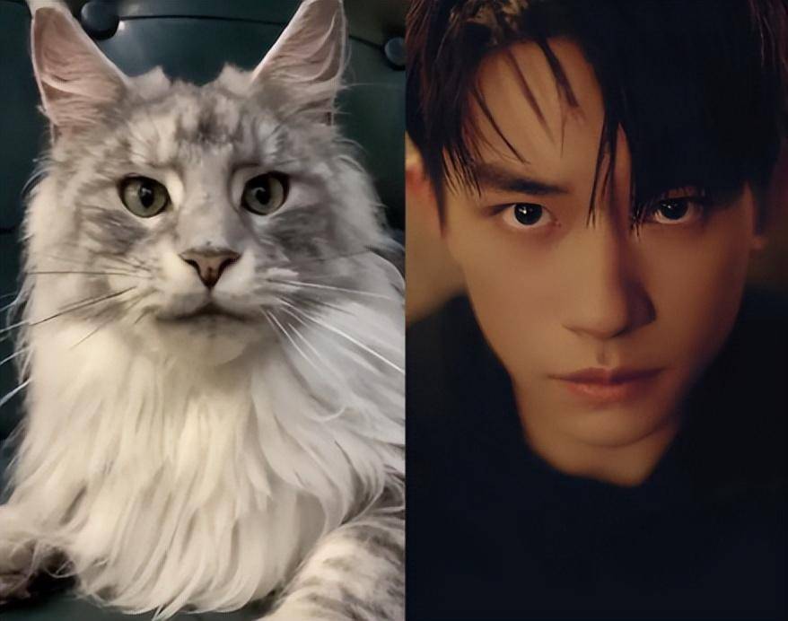 8位像动物的明星,王一博肖战还能忍,看到易烊千玺:简直是神似_网友