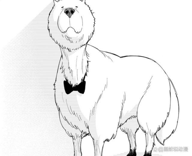 最后是超有爱的梳毛环节,不过这里有个好玩的地方,话说太太是不是忘了