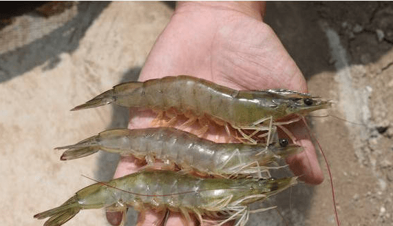 零距离接触南美对虾养殖技术,连云港昂之思水产养殖有限公司助您成功