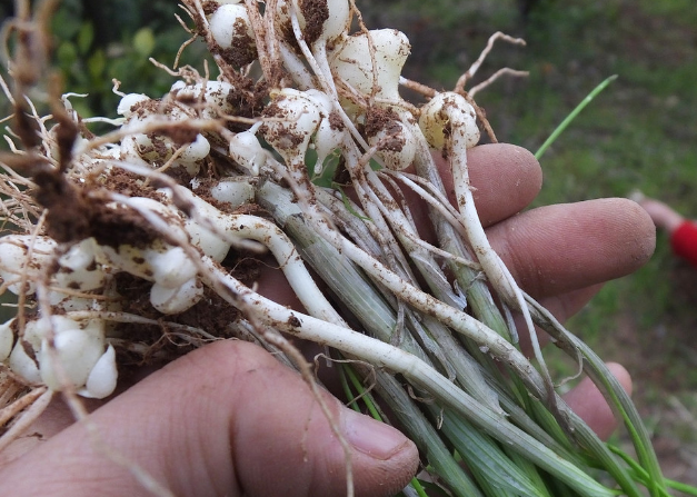 蒲公英_柳蒿芽_食用
