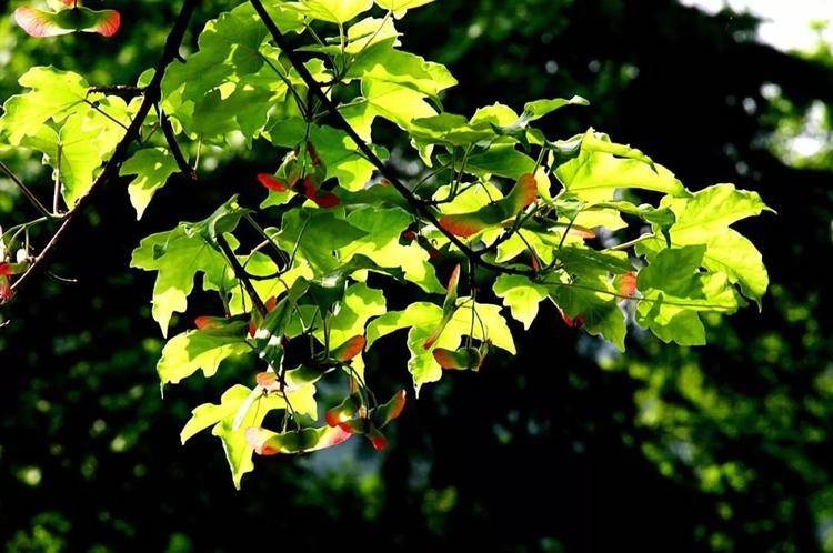 "羊角槭之美,植物学的明珠"