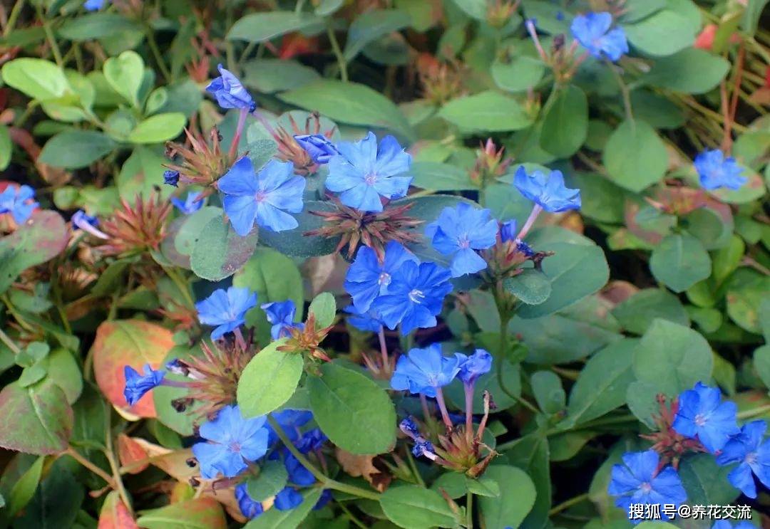 市面上的所谓蓝雪花,实际上就是蓝花丹(plumbago auriculata),它是