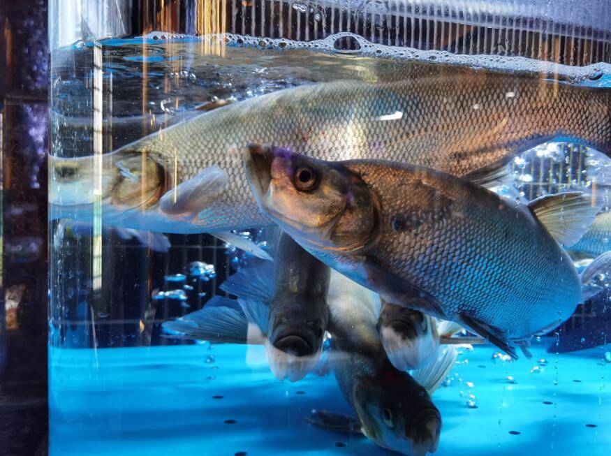 哈尔滨绣江湖·冷水名鱼打造城市地标美食典范_餐厅_黑龙江省_音乐