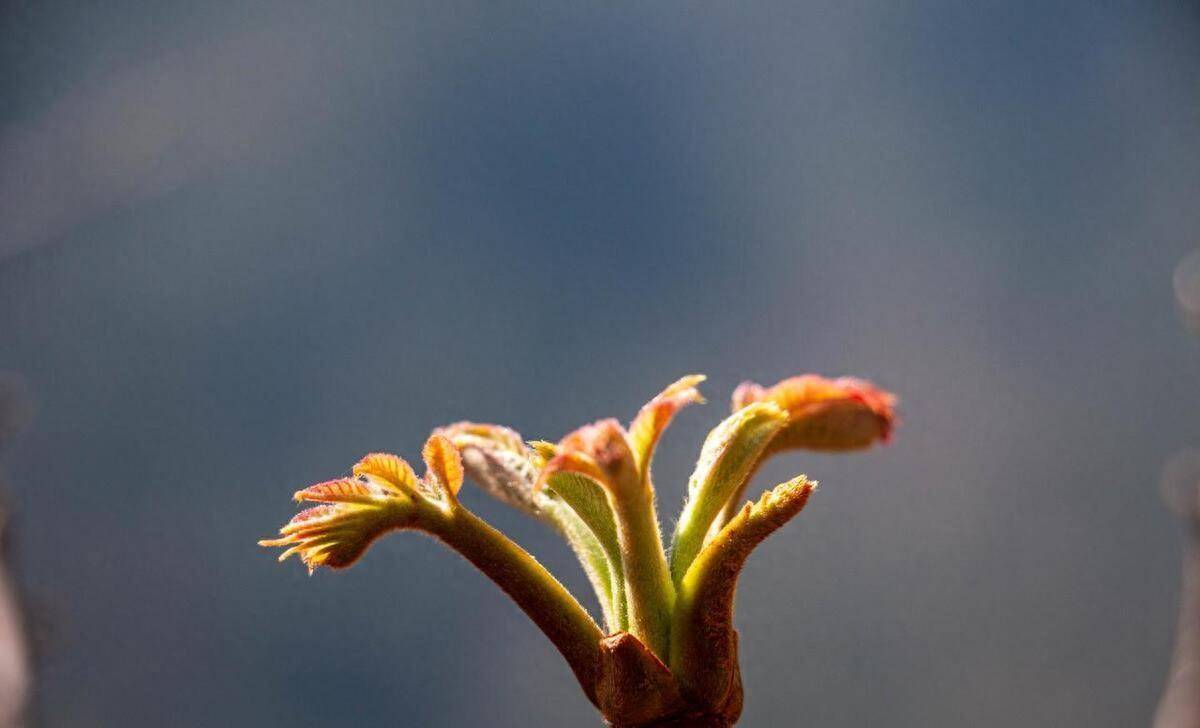 原创春吃芽胜吃肉不管有钱没钱3种春芽要懂吃好吃营养足