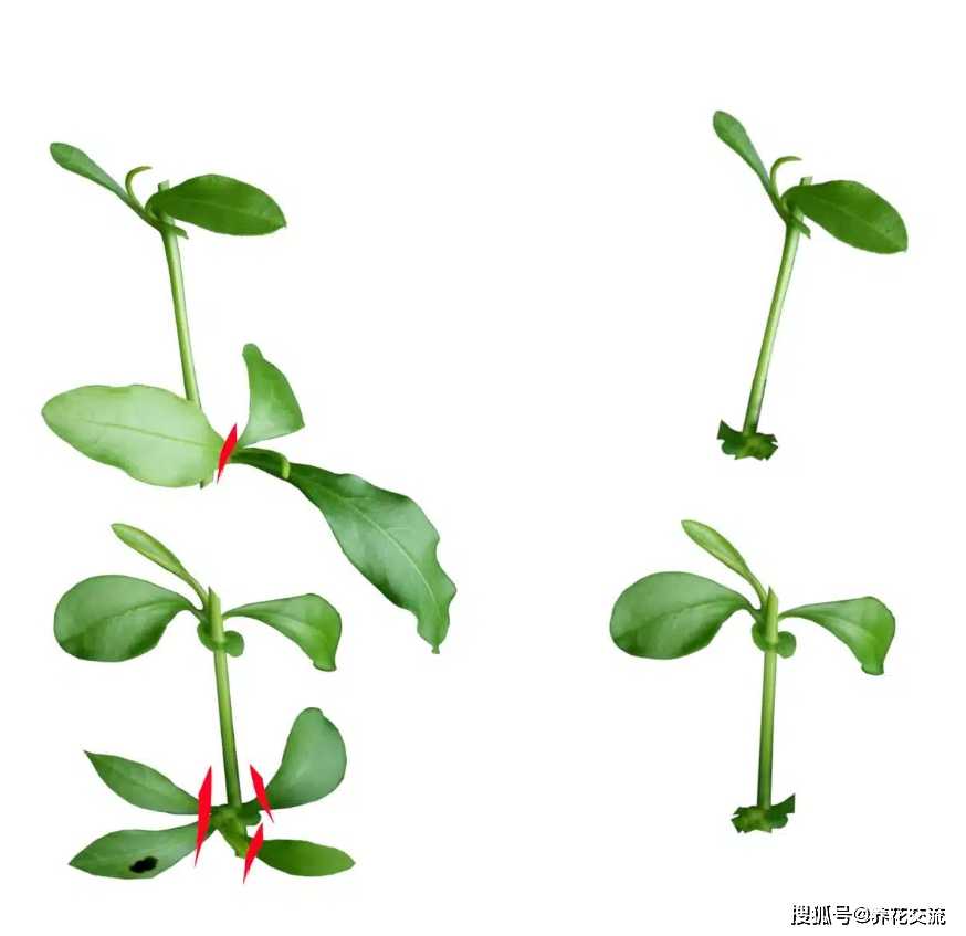 上面是蓝花丹枝条修剪示意图如果想要繁殖蓝雪花,一般是等春暖之后