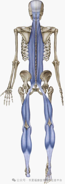 人体12条筋膜链图图片