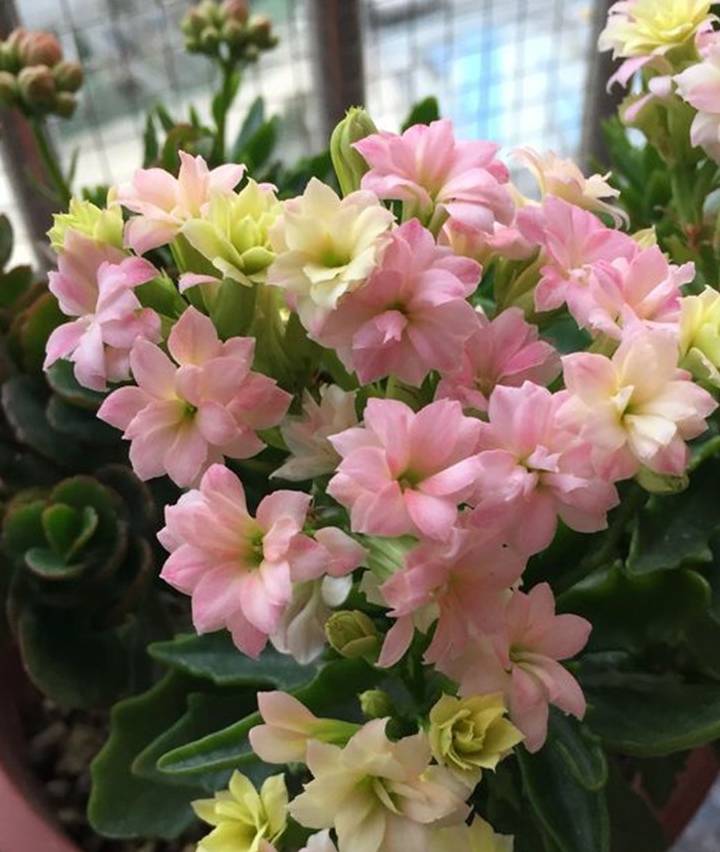 原创养长寿花3个小技巧1个保暖技易爆花