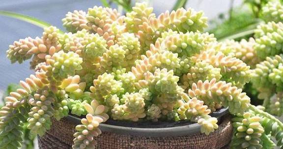 这些都是可以养成"窗帘"的多肉植物,好看还好养活,你养过没有_佛珠