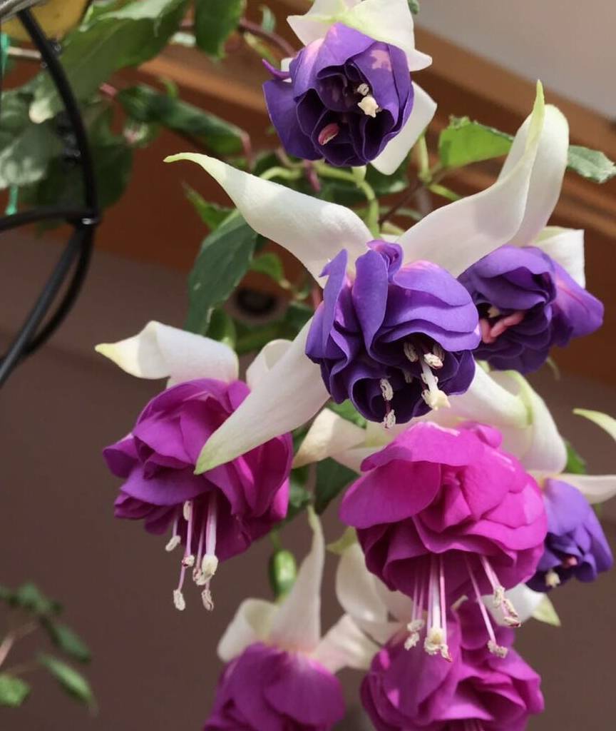 吊钟花,别名倒挂金钟,柳叶菜科多年生半灌木植物,直立生长,高50-200