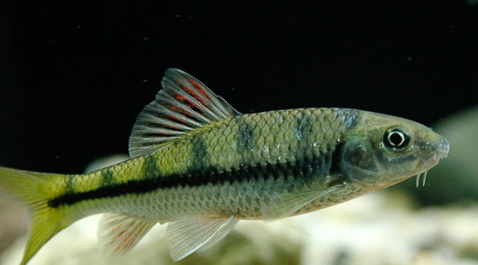 盘点十种冷门原生观赏鱼,认识三种就算是鱼缸之神!你敢挑战吗