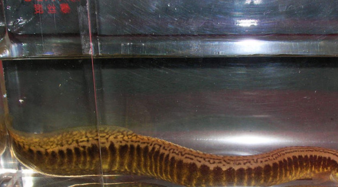 盘点十种冷门原生观赏鱼,认识三种就算是鱼缸之神!你敢挑战吗