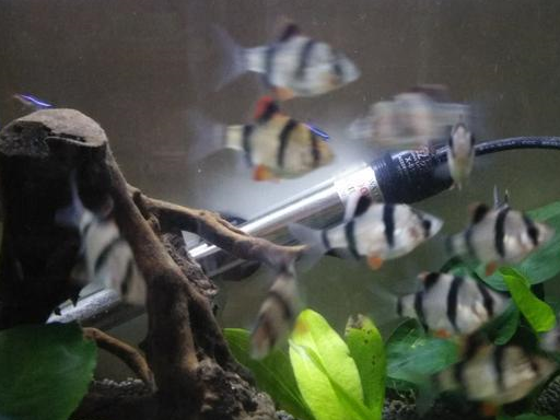 季节_繁殖_雄鱼