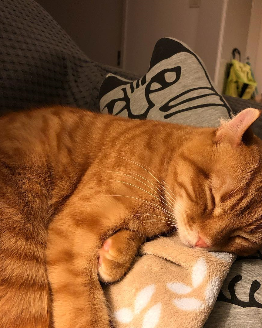 原创猫咪之间也会争风吃醋但本质上却并不是为了互相争夺铲屎官的爱