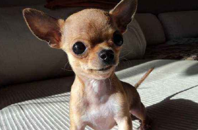 原创适合女生养的5种狗最后一种颜值最高你会选择哪种喂养