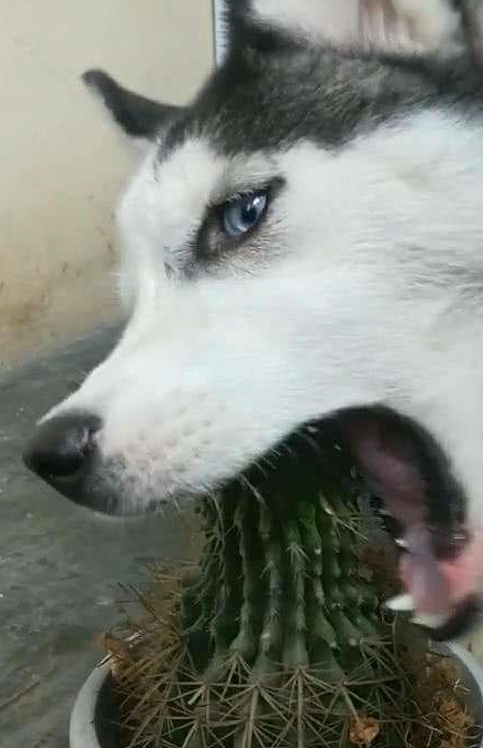 原创千万不要对狗竖中指柴犬会恼怒变成钻头哈士奇会说唱