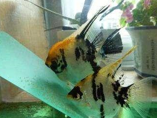 季节_繁殖_雄鱼