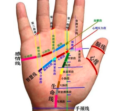 男左手手纹分解图片图片