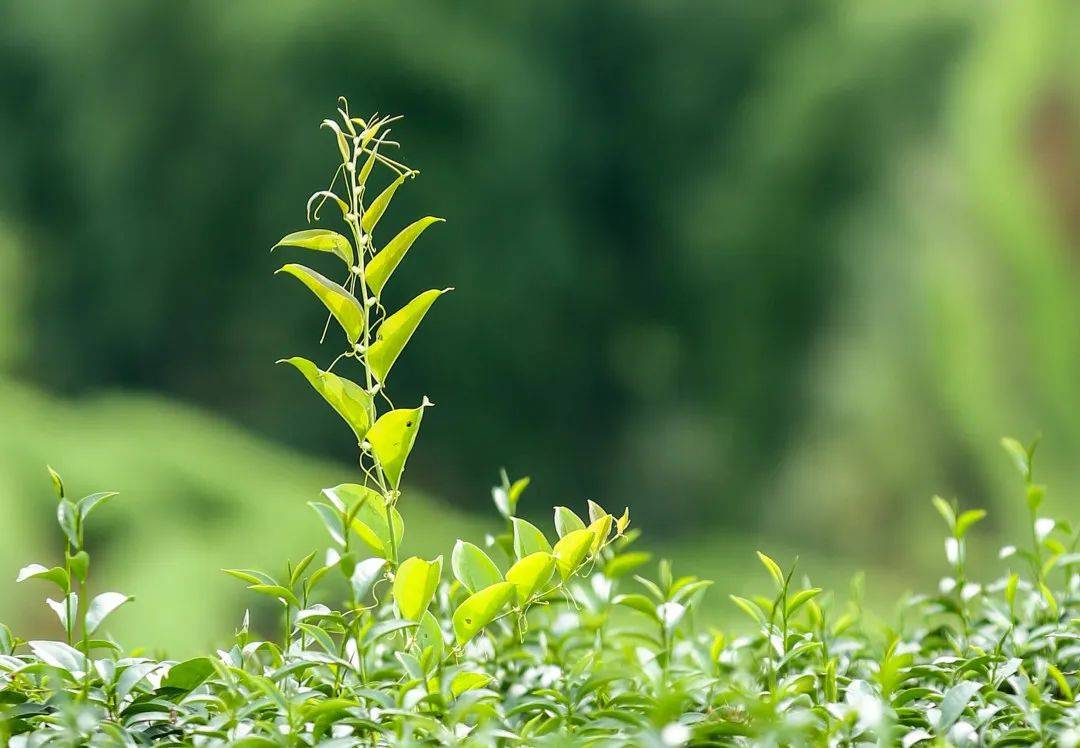 还有烟花汇演!佛山多个景区明确了!_活动_门票_时间