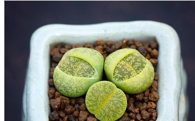 原创生石花入坑萌新不妨看看这篇