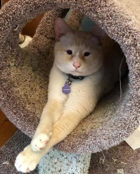 领养回来一只猫网友李荣浩也能领养67