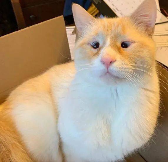 领养回来一只猫网友李荣浩也能领养67