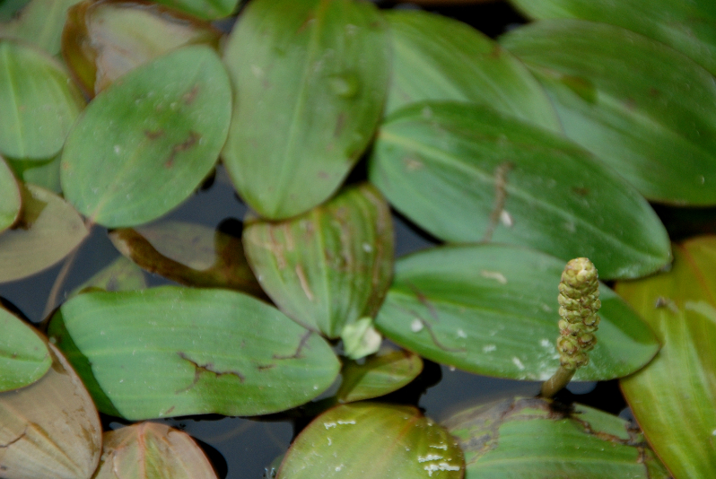 不过在不多的野草当中,农村这种酷似竹子的野草,远远看着就好像是竹叶