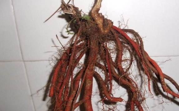 原创丹参是什么丹参有什么功效赶紧看一看可能和你想的不一样