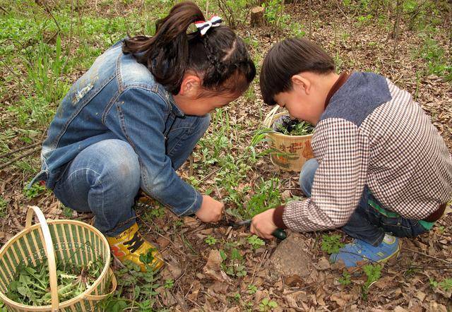 提提菜野菜图片