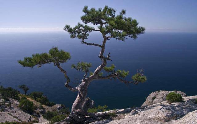 "五树不进宅,一家乐开怀",有何深意?专家:如今已无指导意义_宅院_古人