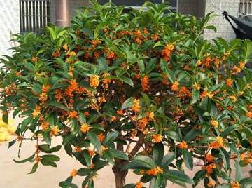 原创养盆栽桂花盆里垫一层它新芽冒的多开花多茂盛芳香