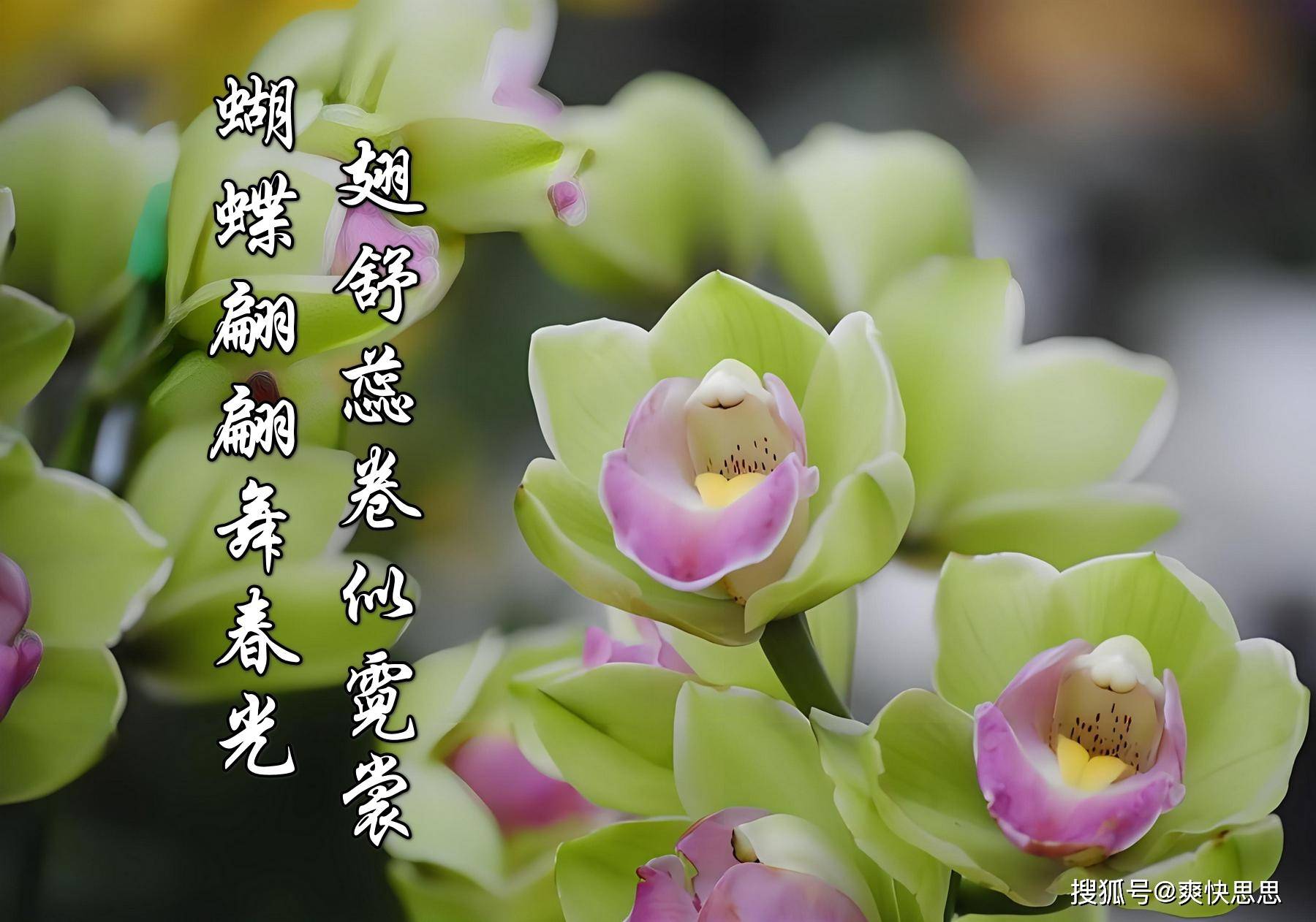 心疼刚买的蝴蝶兰为啥那么容易死实战指导蝴蝶兰养殖避坑指南