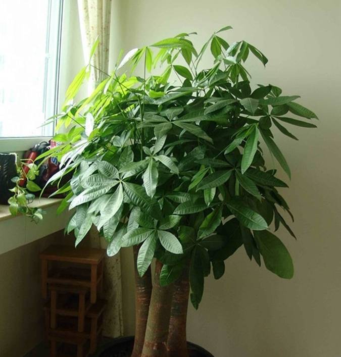 原创王大姐养发财树只浇2种水15天叶子油亮反光贼管用