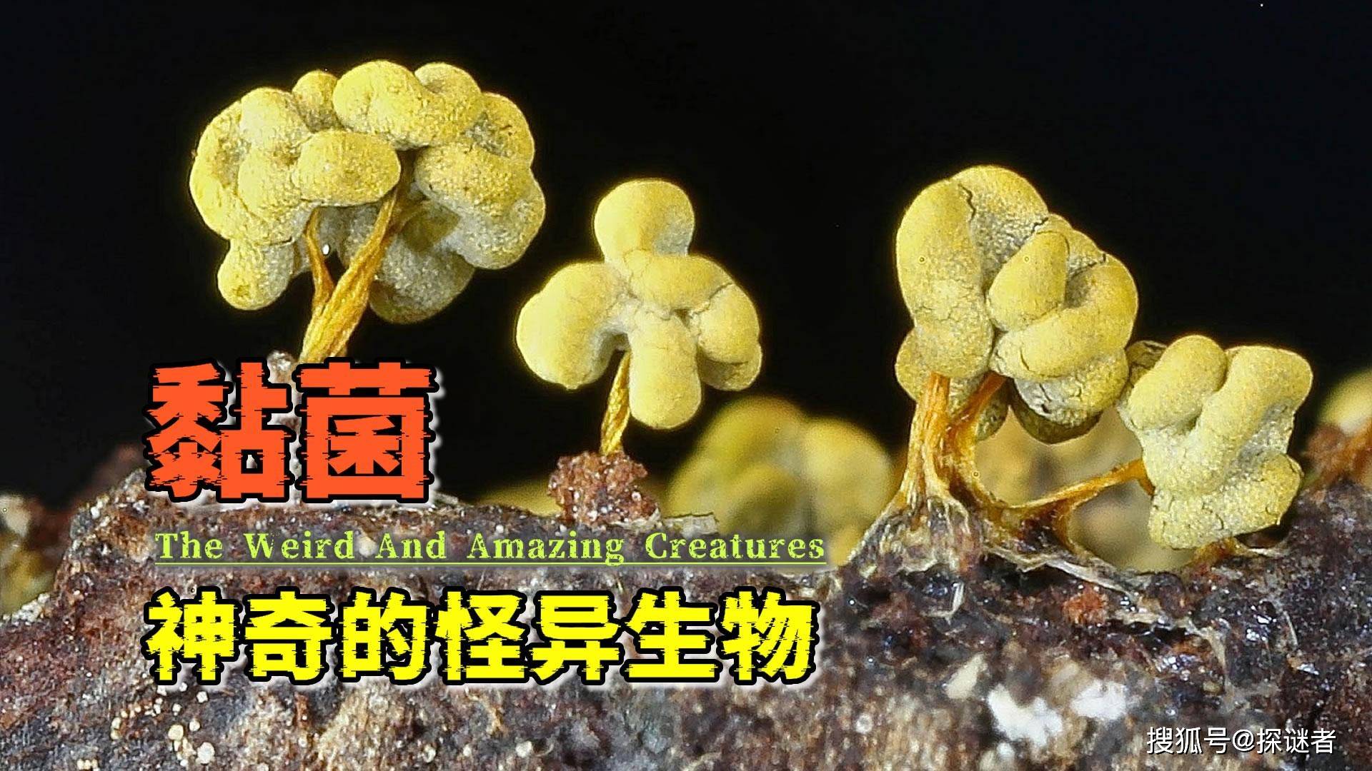无腿能行,无脑能思,性别有几百种,黏菌到底有多神奇_细胞_真菌_孢子