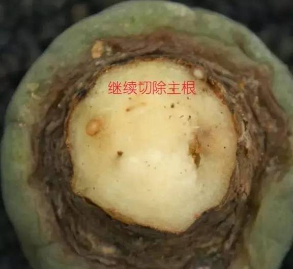 玉露,寿的修根-玉露,寿等十二卷植物,根系主根比较粗壮,毛细根比较少