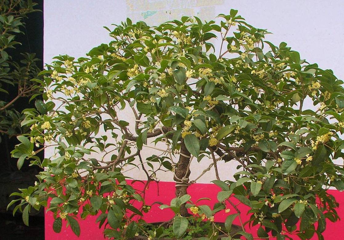 原创养盆栽桂花盆里垫一层它新芽冒的多开花多茂盛芳香