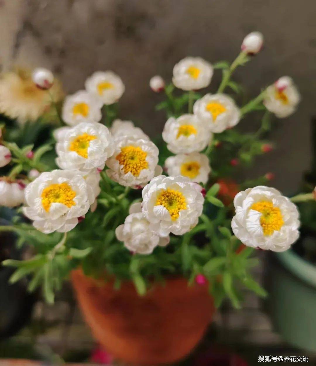 原创网红花卉纸鳞托菊颜值是很高但可能不适合你