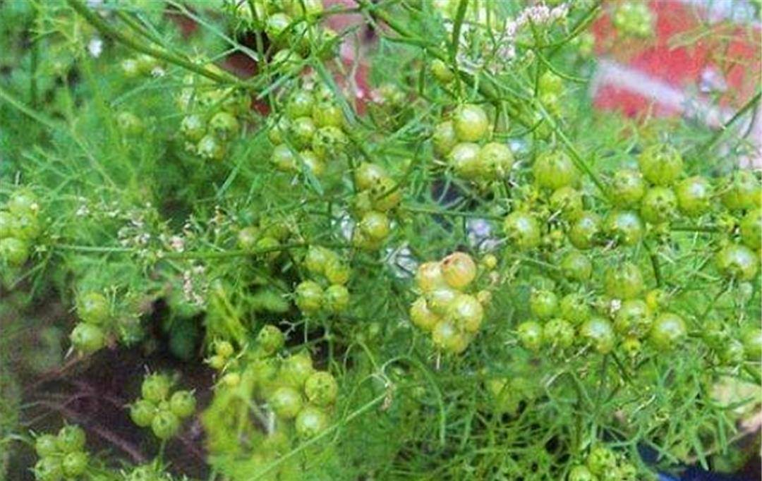 香菜为什么叫盐碎?居然还有这个故事?_张骞_西域_河南