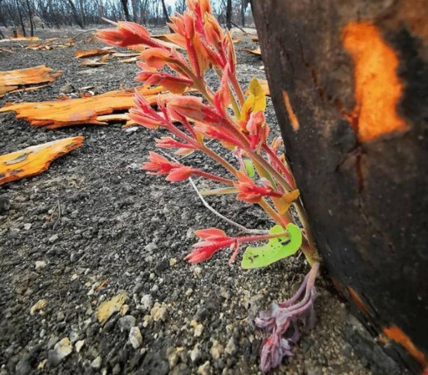 原创大火之后的澳大利亚植被悄然复苏然而另一场悲剧却偷偷降临