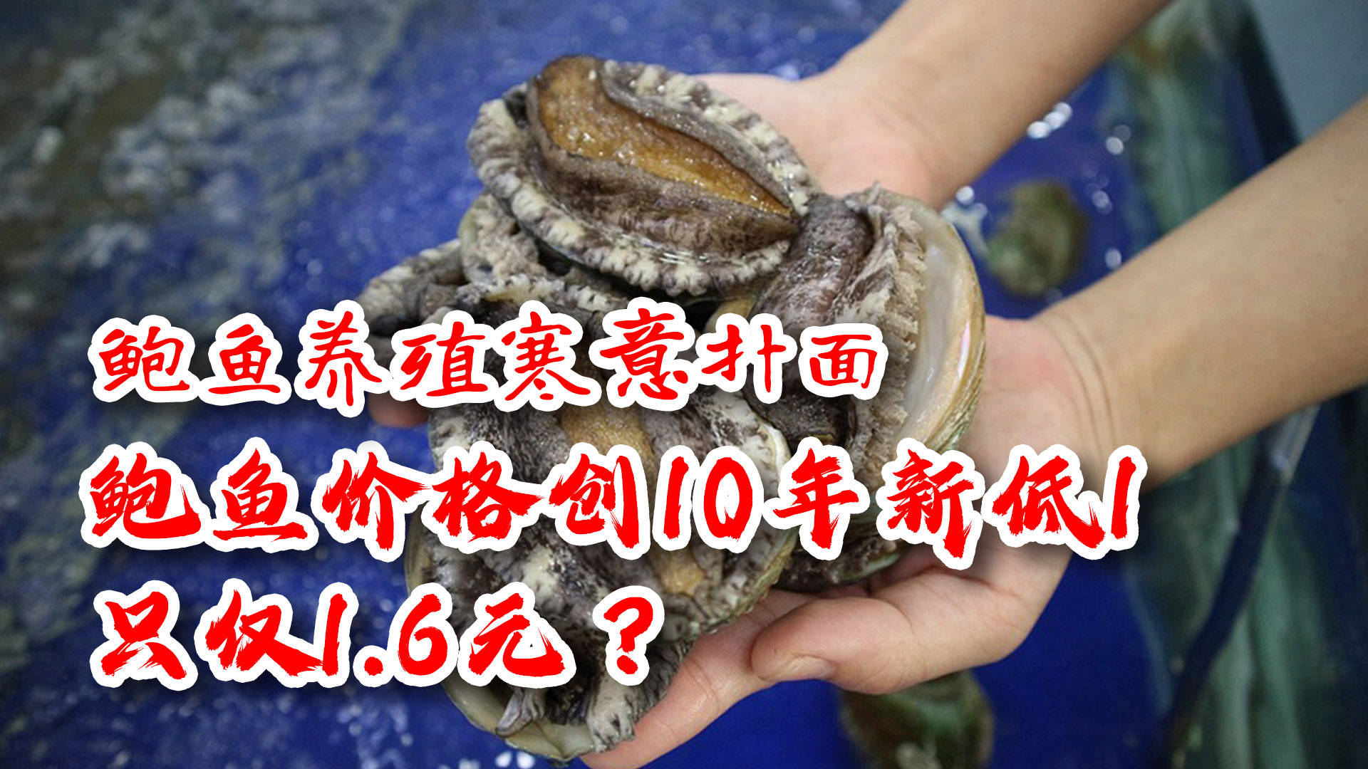 原创1只仅16元原本名贵的鲍鱼是怎么创下10年以来价格新低的